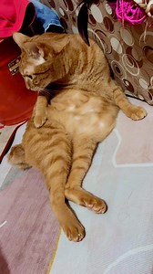 Asik lah ada yang lagi nyantai #jangkuanluas #salaminteraksi #catlovers @sorotan | Lisa Lo