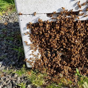 Too hot and too many bees #beekeepinguk #beekeepingtip #beekeeping #bees #beekeeper #honey #savethebees #honeybees | The Bee Man