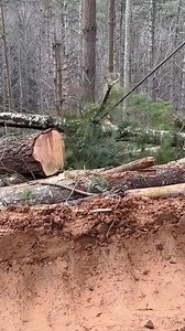 #tree #timeline #Splice #timberjack240 #winchwork #562xp #hoffmanboots #loggerlife #loggertok @top fans | Peake Warren