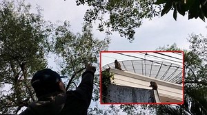 Macaca Fascicularis Nama Latin Monyet Ekor Panjang Resahkan Warga Pluit, Dikenal Suka Kepiting - Tribunjakarta.com