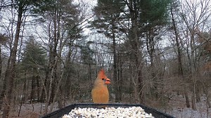 9.7K views · 1K reactions | Northern Cardinals, Black-capped Chickadee, White-breasted Nuthatch, Carolina Wren | Critter Cam | Facebook