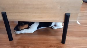 !Monday Myrtle mayhem! Miss Myrtle is just beautiful, she is our spirit animal ❤️ Myrtle just loves everyone and everything, she does not let her disability define her. Myrtle loves to play and wrestle with her foster siblings constantly. She is such a happy little girl. Because of her Hydrocephalus she does circles a lot, she is 95% Blind and has the biggest appetite. We adore her and her everyday antics! 😅 We hope you enjoy this little compilation of her cuteness. (Not up for adoption) #rescu