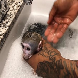 Baby monkey midnight routine!😂😍 | The Cinephile Corner