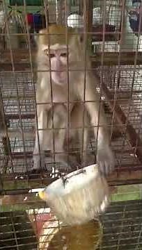 Caged Monkey