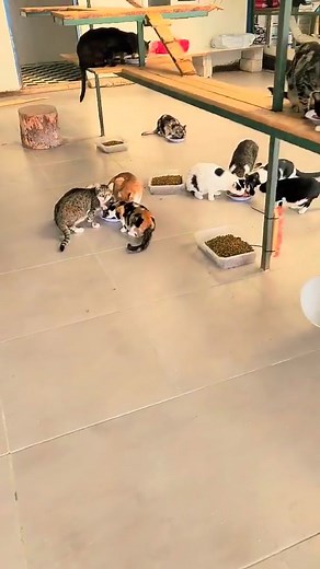 Fancy wet food feasts thanks to Elke Faßbender Their gratitude knows no bounds 💖💖 | GUS O’Malley’s DREAM