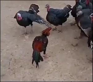 40K views · 900 reactions | When you meet thugs and you are alone  William Last KRM  | Nature Ditsa Tholego-Discoveries | Facebook