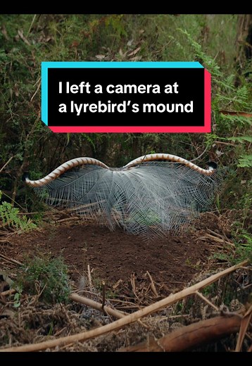 Superb Lyrebird Performance Captured on Camera