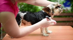 Grooming. The groomer combs the dog's coat before cutting, professional care for dog of border terrier breed.