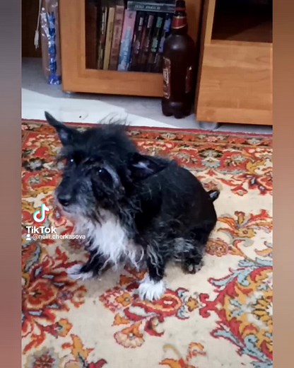 nelli.cherkasova (@nelli.cherkasova)’s videos with оригинальный звук - nelli.cherkasova