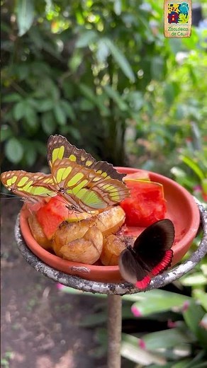 Visitas maravillosas - Alas de Colombia