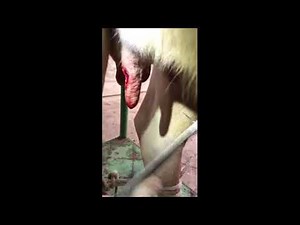 Операция на вымени коровы / Udder surgery in a cow