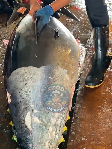 Precision Otoro Slicing from Giant Bluefin Tuna