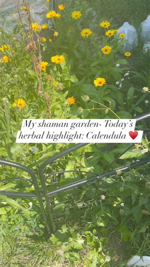 HERBAL CORNER with Green Woman: Calendula! #myshamanlife #herbalremedies #HerbalGoodness | Walks With Thunder, Shaman