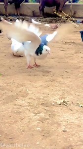 Brusli.... | J̶̶̶͙͙͙͙͛͛͛͛͛͛͛͛u̶̶̶̶̶̶͙͙͙͙͙͙͙͙͛͛͛͛͛͛͛͛ͧ͛͛͛͛͛͛͛͛a̶̶̶̶̶̶͙͙͙͙͙͙͙͙͛͛͛͛͛͛͛͛ͣ͛͛͛͛͛͛͛͛n̶̶̶͙͙͙͙͛͛͛͛͛͛͛͛ D̶̶̶͙͙͙͙͛͛͛͛͛͛͛͛i̶̶̶̶̶̶͙͙͙͙͙͙͙͙͛͛͛͛͛͛͛͛ͥ͛͛͛͛͛͛͛͛e̶̶̶̶̶̶͙͙͙͙͙͙͙͙͛͛͛͛͛͛͛͛ͤ͛͛͛͛͛͛͛͛g̶̶̶͙͙͙͙͛͛͛͛͛͛͛͛o̶̶̶̶̶̶͙͙͙͙͙͙͙͙͛͛͛͛͛͛͛͛ͦ͛͛͛͛͛͛͛͛