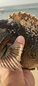 Giant Hawkfish | Jockall Fishing