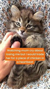 I see the tears… I feel the love… But also… is that chicken I smell? Tag a cat mum that relates. 😂 #RufusAndCoco #LuxuryPetCare #EcoFriendlyLiving #PetParenting #ProudlyAustralian | Rufus & Coco Australia