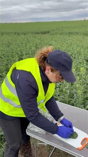 Pobieranie prób roślinnych do badań GMO
