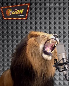 HUSK LYD 🔊 Har du noen gang hørt en løve brøle med autotune? LION har akkurat spilt inn den første sangen sin noensinne, og du kan høre en helt eksklusiv liten smakebit av den nå. | LION