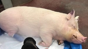 342K views · 10K reactions | The doctor got delayed and wasn’t able to do my check-up today, but my dad made it up to me so I don’t even care. #PiggiesLovePools | Esther the Wonder Pig | Facebook