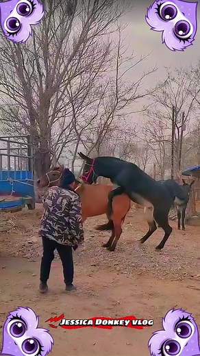 Cross Breeding: Donkey Meets Female Horse
