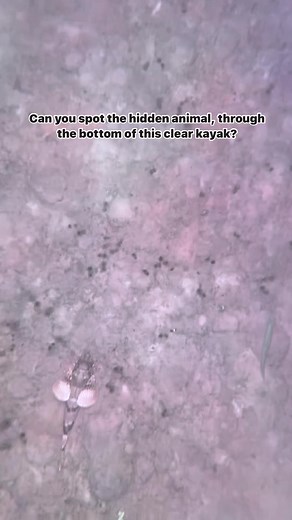 3.1K views · 18 reactions | Sea Robins are known for their flattened body, large pectoral fins, and long, slender snout. These fish found worldwide in tropical and temperate seas, most commonly in shallow water with sandy bottoms. | Get Up And Go Kayaking | Facebook