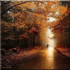 Autumn gif of nature #gif #gifs4u | Gifs for you