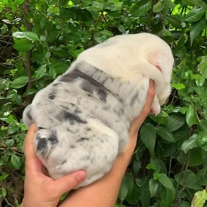 Dubfire Bulldogs Legend, This Beautiful Blue Tri Merle Puppy Is Looking For A Forever Home ⛰🏡 | Dubfire Bulldogs