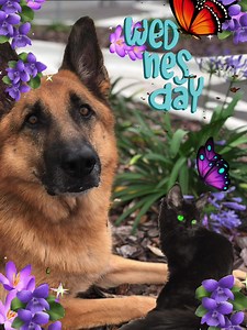 #dogtraining #dogsofinstagram #germanshepherd | Diamond Bar Kennel