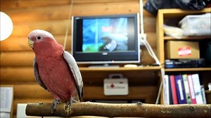 46 reactions · 4 comments | Aurora, our Rose-breasted Cockatoo, loves listening to Disney Princess movies during the winter months. Can you guess which fairy tale is playing in the background? #TellAFairyTaleDay #PrincessAurora #IdahoFallsZoo | Idaho Falls Zoo | Facebook