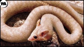 Voici les animaux qui ont été créé par l’homme | Histoires incroyables