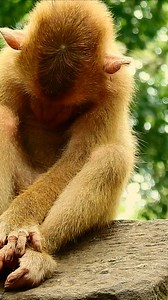 Love knows no boundaries, just like this adorable monkey who shares a sweet kiss with her friend, spreading happiness and warmth through her beautiful bond.  | Monkey Mono | Facebook