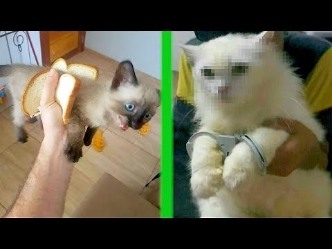 BEST CAT MEMES COMPILATION OF 2020 PART 33 (FUNNY CATS)