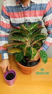 Poting a water propagated chinese evergreen in soil ☺️ . It's been in low light, so the color doesn't look very special, but the color it will develop with more light is just amazing! I can't wait to show it to you in a few months. I decided to pot it with another aglaonema. So, what did I do? ➡️I waited for the roots on the cutting to grow 1-2 inches long before deciding to pot into soil ➡️I made a mix of regular potting soil with perlite. I used around 30% perlite and 70% potting soil. ➡️As yo