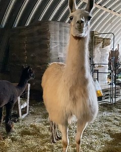 Who knew that alpacas can Hoover?!? That stuff is like sprinkles on donuts! No wonder they inhale the stuff! 🦙 🍩 🦙 Eat up fellas. #pei #greengablealpacas #hoovering #alpacas #alfalfa #sprinklesmakeeverythingbetter #goodhayhappyalpacas | Green Gable Alpacas