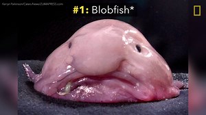 The list includes the blobfish, a deep sea creature that—with almost no bones or muscles—derives its structural support from its highly pressurized environment underwater. | National Geographic Pristine Seas