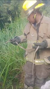 #Seguridad Capturan reptil en estacionamiento de supermercado en Ciudad Valles. Bomberos recibieron un llamado de auxilio ante el enorme reptil que se desplazaba por el estacionamiento, temerosos de que fuera atacar alguna mascota o persona decidieron pedir ayuda, tras capturarla la liberaron en un terreno alejado de la mancha urbana. #NoticiaSLP | Código San Luis En Vivo
