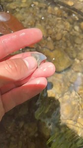 #fossil #ocean #megalodon #shark #sharks #history #sea #fossils #paleontology #ancient #explore The Russian Archaeologist | The Russian Archaeologist