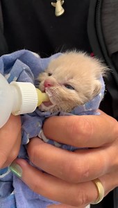 70 katte søger nye hjem 😱!!!!!! Vi har i skrivende stund 37 katte klar til adoption, men i eftermiddag når dyrlægen er gået hjem og narkosen har lagt sig efter neutraliseringen, har vi over 30 flere skønne katte (primært killinger) klar til adoption. Det er HELT VILDT, og vi bliver ved med at modtage nye katte ligessom denne lille mus, som netop er ankommet og skal i pleje ♥️ Vi beder jer om at hjælpe os med at finde nogle gode kattevenlige hjem, så de ikke skal sidde her og vente alt for længe