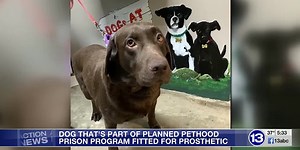 Ohio prison, local vet clinic, and an animal rescue team up to help dog missing part of her leg