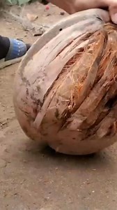 383K views · 3.3K reactions | Coconut Magic_ A Step-by-Step Guide to Growing Your Own Tree #reels #instagram | The Planto Facts | Facebook