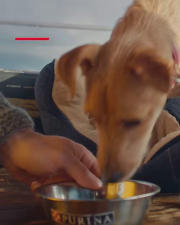 8.1K views · 119 reactions |  Purina’s Better With Pets Prize is now...