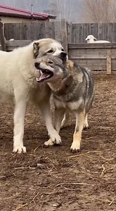 Witness a playful interaction between a "big dog" and a "wolf dog" as they engage in friendly wrestling. These "cute dogs" demonstrate their surprising bond and energetic antics, making for entertaining "dog videos". It's a joyful display of "dogs playing" and truly a "playful dog" encounter. | Rescue Stories
