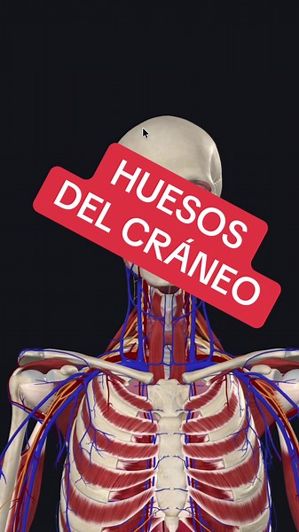 Huesos del cráneo: Anatomía esencial en medicina