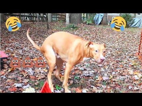 Funny Dog Poop video!! *Warning Graphic Content*