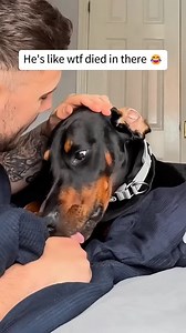 dogs being clumsy part 5 #funny #goldens #funnyanimals #animal #pets #virals #fails #trending #Gruzia #funnymemes #funnyvideo #funnyfails #funny #sexy #new #lifehacks #fyp #slingshot #slingshotride #memes | Lukumades MUC