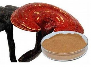 [Hot Item] Reishi Mushroom Extract 50% Polysaccharides for Functional Food
