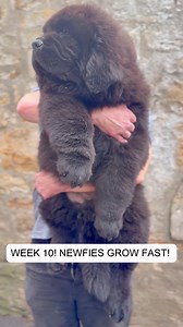 85K views · 1.9K reactions | From birth to 10 weeks old. The biggest most beautiful Newfie puppy we’ve ever had at Newfangled HQ. Newfies grow FAST! Fenn grew faster 藍 #newfie | Newfangled Newfoundlands & Chow Chows | Facebook