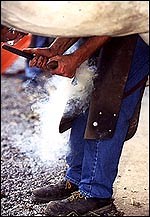 Female farriers on the increase - Horse & Hound