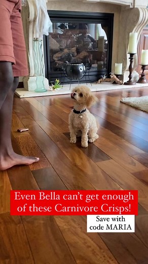 Carnivore Crisps are a tasty, crispy snack that is just two ingredients; animal protein and salt! Our boys love them, and as you can see so does Bella! ❤️ Skip the Halloween candy and stock up on delicious Carnivore Crisps instead #carnivore #carnivorediet #carnivorecrisps #meatbased #beef #meatlover #zerocarb #mariaemmerich | Keto Adapted - Maria Emmerich