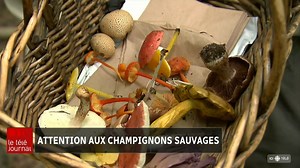Des mycologues et des toxicologues appellent à la prudence en constatant une hausse des intoxications à certains champignons toxiques. | ICI Québec